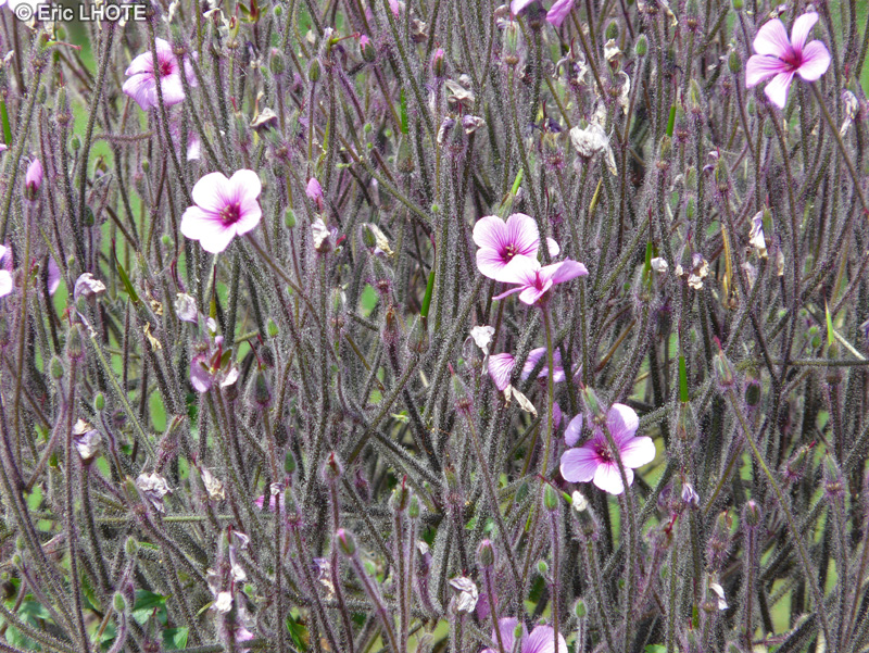  - Geranium maderense - 