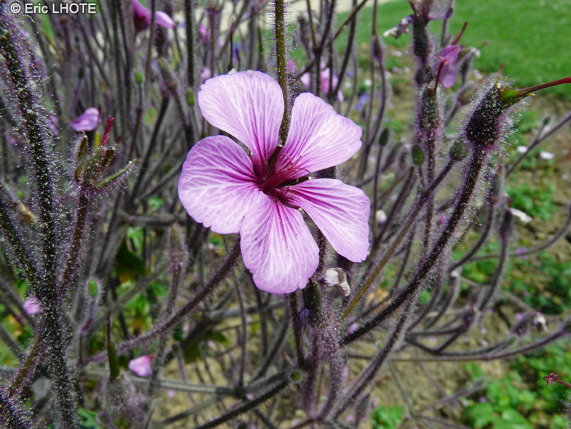 Geraniaceae - Geranium maderense - Géranium de Madère