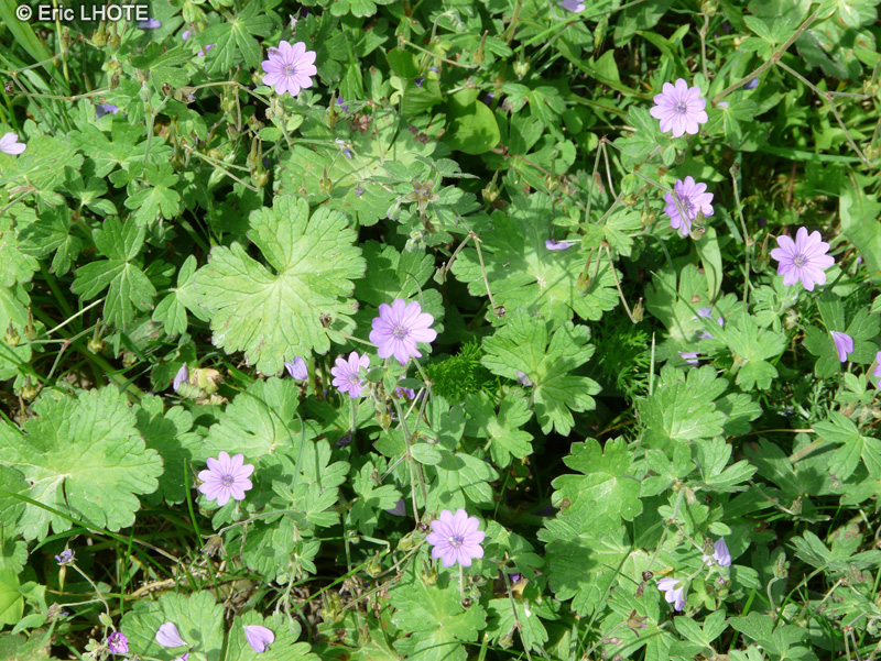  - Geranium molle - 