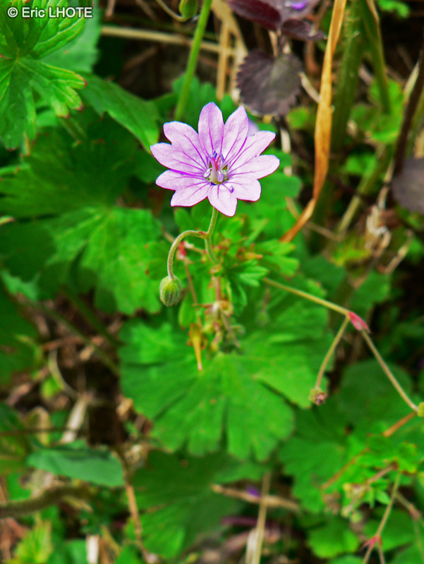 Geraniaceae - Geranium molle - Géranium à feuilles molles, Géranium mou, Tête rouge, Pied rouge, Bec de grue