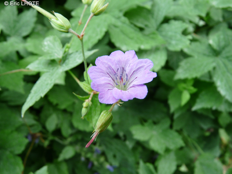  - Geranium nodosum - 