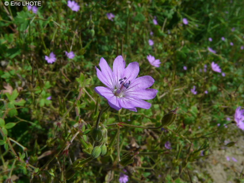  - Geranium pyrenaicum - 