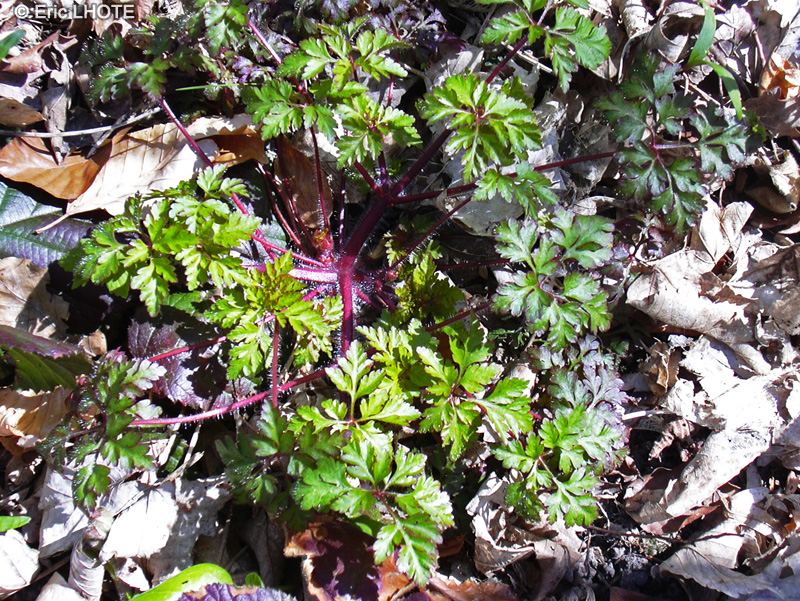  - Geranium robertianum - 