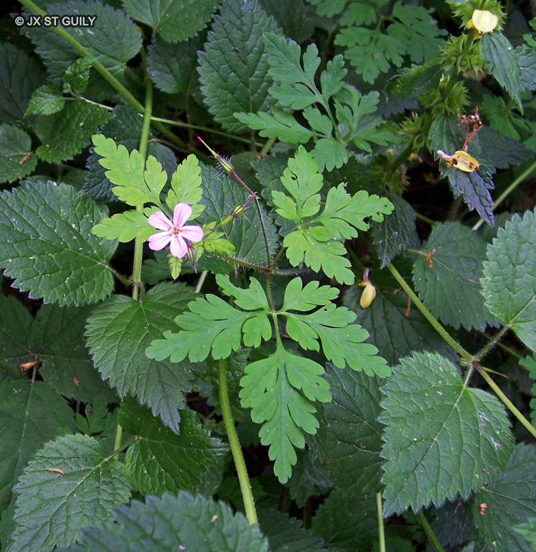  - Geranium robertianum - 