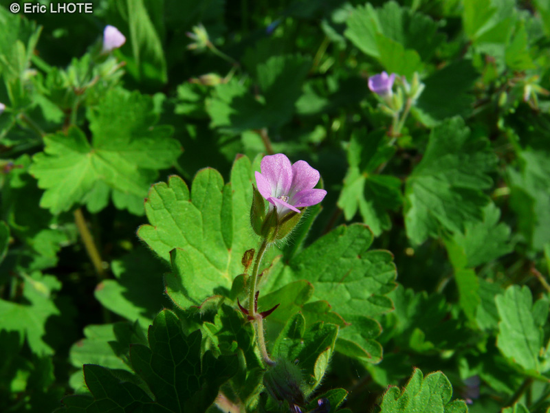  - Geranium rotundifolium - 