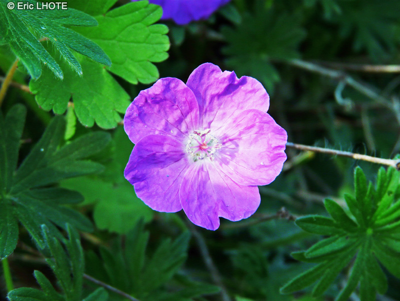  - Geranium sanguineum - 