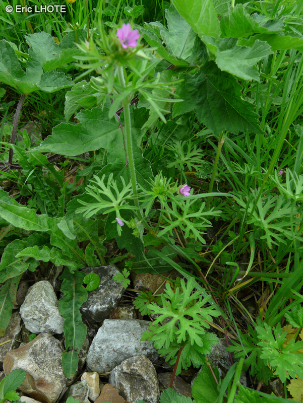  - Geranium sanguineum - 