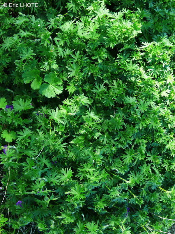 Geraniaceae - Geranium sanguineum - G&eacute;ranium sanguin