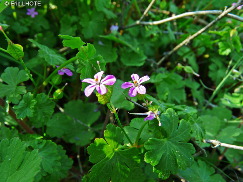  - Geranium sylvaticum - 