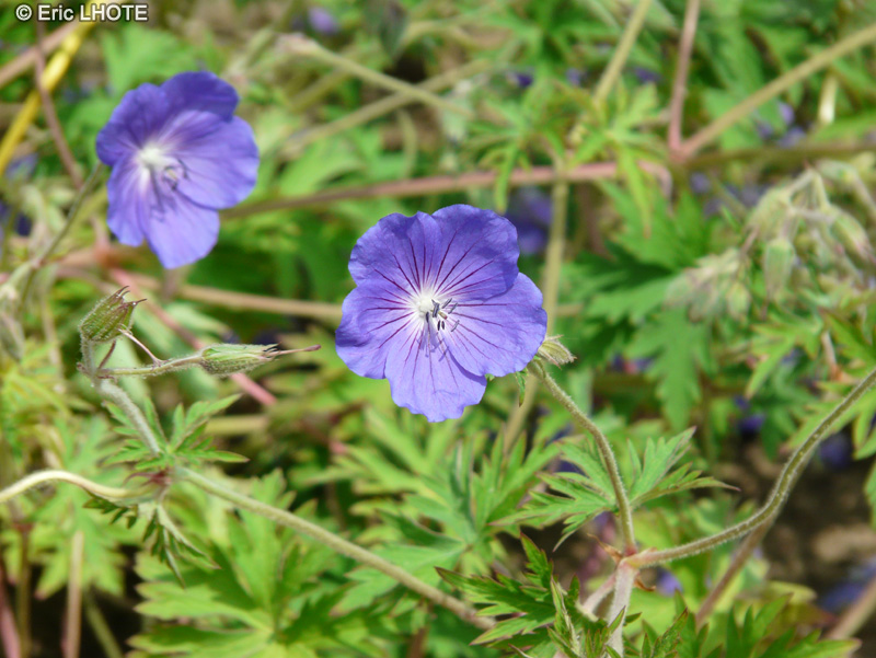  - Geranium x magnificum Rosemoore - 