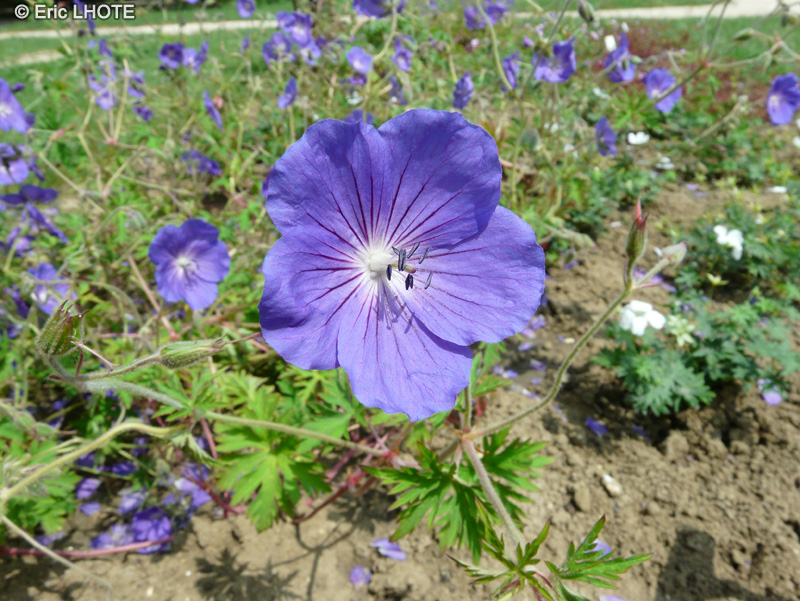  - Geranium x magnificum Rosemoore - 
