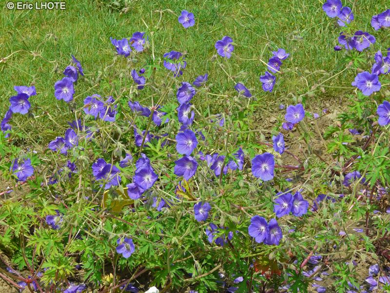 Geraniaceae - Geranium x magnificum Rosemoore - Géranium