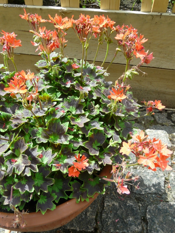 Geraniaceae - Pelargonium Happy Orange - Pelargonium