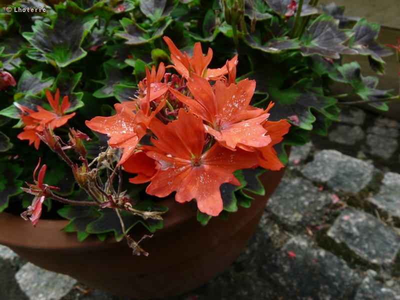  - Pelargonium Happy Orange - 