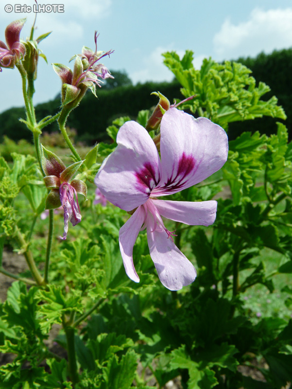  - Pelargonium Lemon Fancy - 