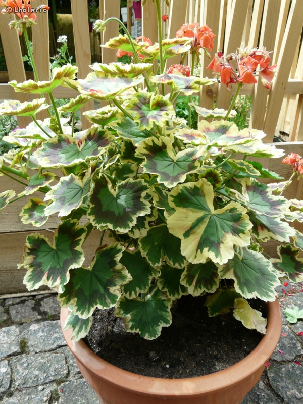 Geraniaceae - Pelargonium Mrs Pollock - Pelargonium