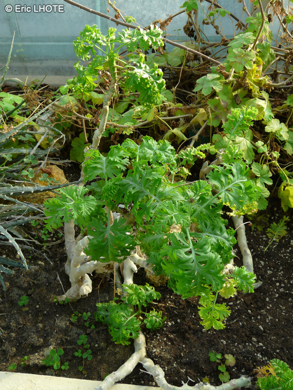 Geraniaceae - Pelargonium crithmifolium - Pélargonium