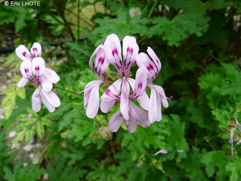  - Pelargonium glutinosum - 