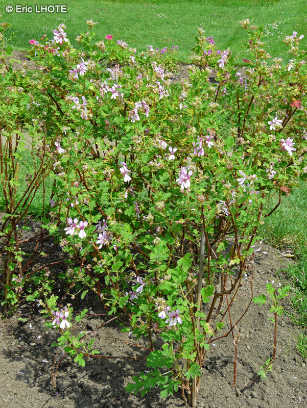  - Pelargonium panduriforme - 