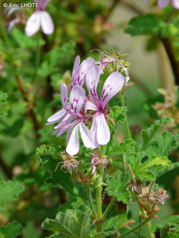 Geraniaceae - Pelargonium panduriforme - Pélargonium