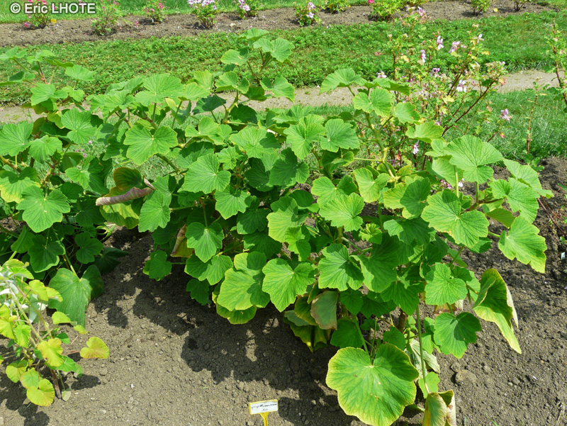 Geraniaceae - Pelargonium papilionaceum - Pélargonium