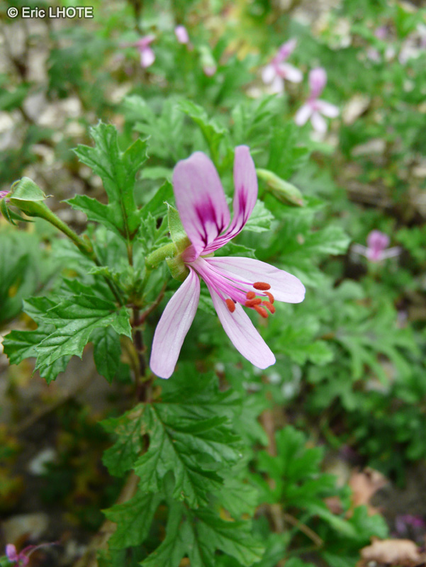  - Pelargonium pseudoglutinosum - 