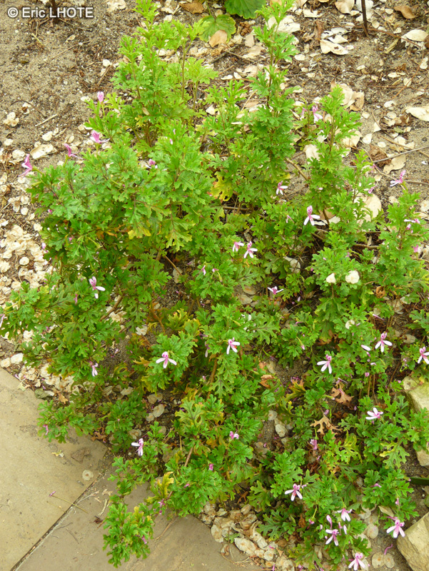 Geraniaceae - Pelargonium pseudoglutinosum - Pélargonium