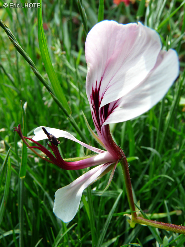  - Pelargonium tetragonum - 