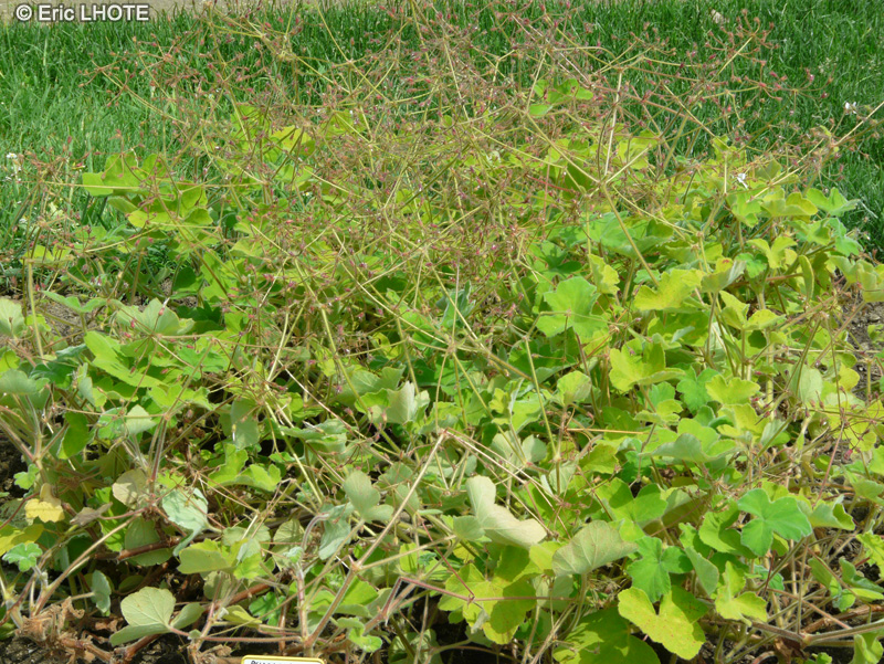 Geraniaceae - Pelargonium tomentosum - Pélargonium tomenteux, Pélargonium à odeur de Menthe