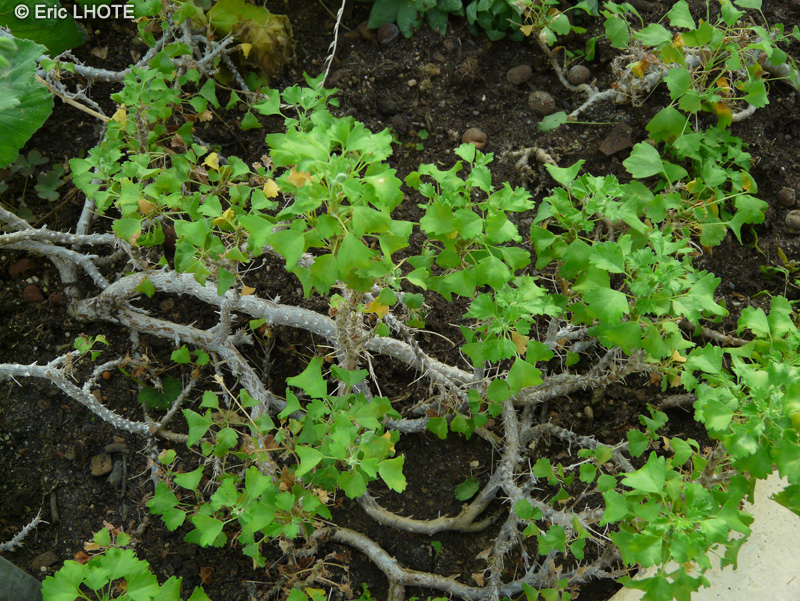 Geraniaceae - Pelargonium xerophyton - P&eacute;largonium