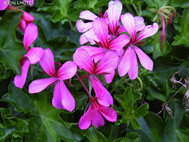  - Pelargonium zonale - 