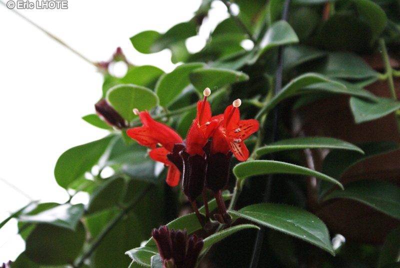 Gesneriaceae - Aeschynanthus radicans - Aeschynanthe remarquable, Plante rouge &agrave; l&egrave;vres