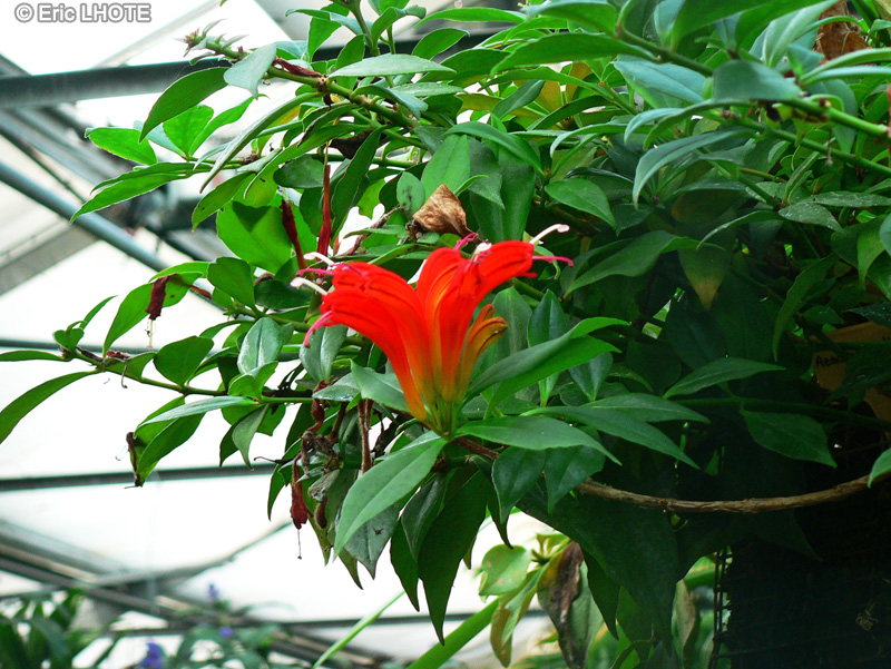  - Aeschynanthus speciosus - 