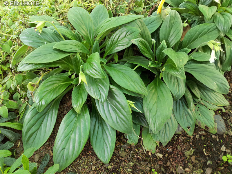 Gesneriaceae - Chirita Keiko - Chirita