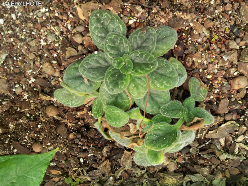 Gesneriaceae - Chirita sinensis - Chirita