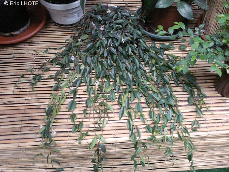  - Codonanthe gracilis - 