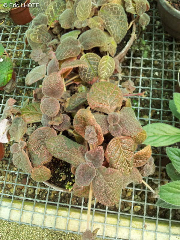 Gesneriaceae - Episcia sp. - Episcia