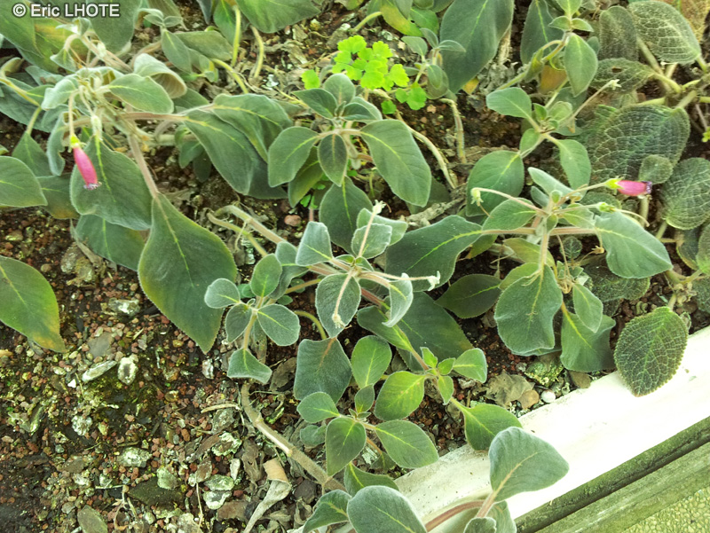  - Gesneria prasinata - 