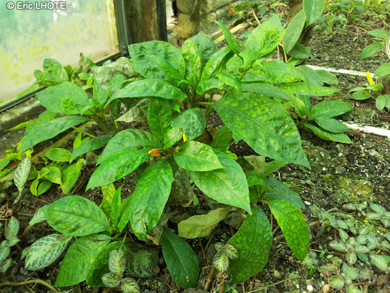 Gesneriaceae - Gesneria ventricosa - Gesneria