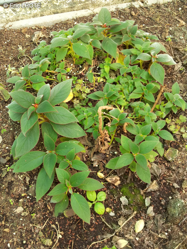 Gesneriaceae - Hemiboea - Hemiboea