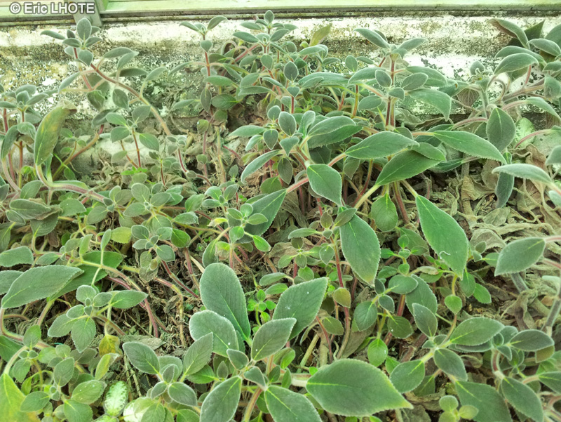  - Kohleria digitaliflora - 