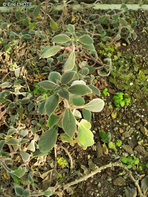  - Kohleria digitaliflora - 