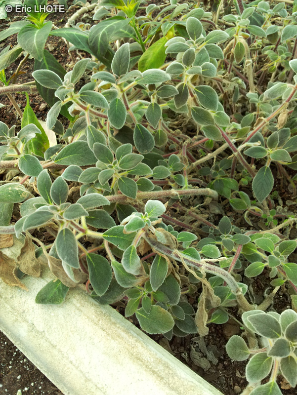  - Kohleria digitaliflora - 
