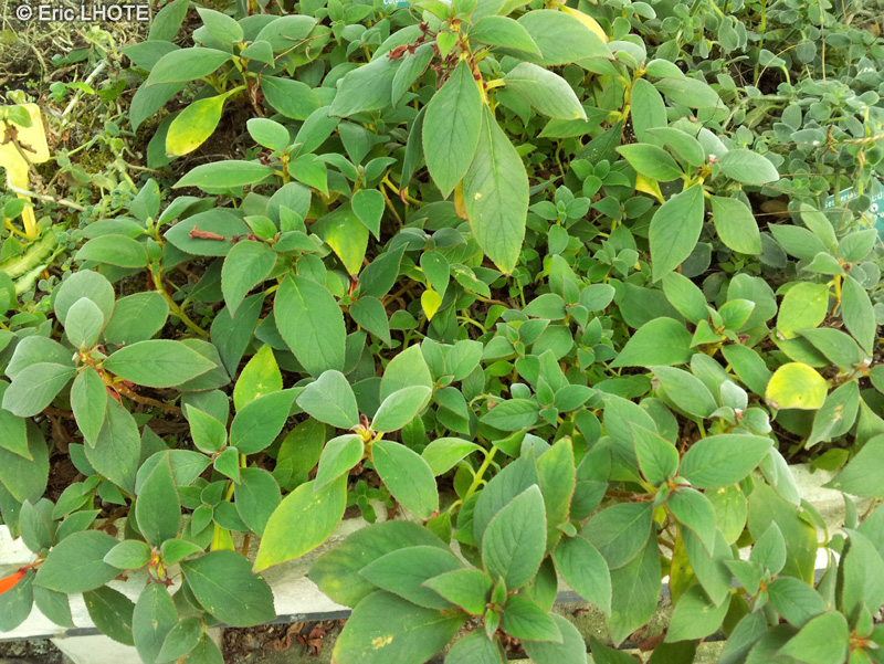  - Kohleria eriantha - 