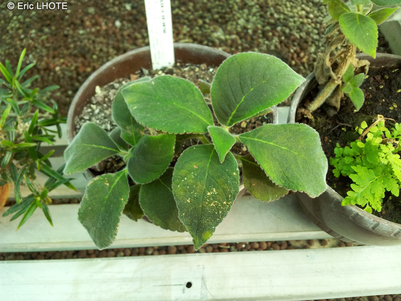  - Kohleria eriantha - 