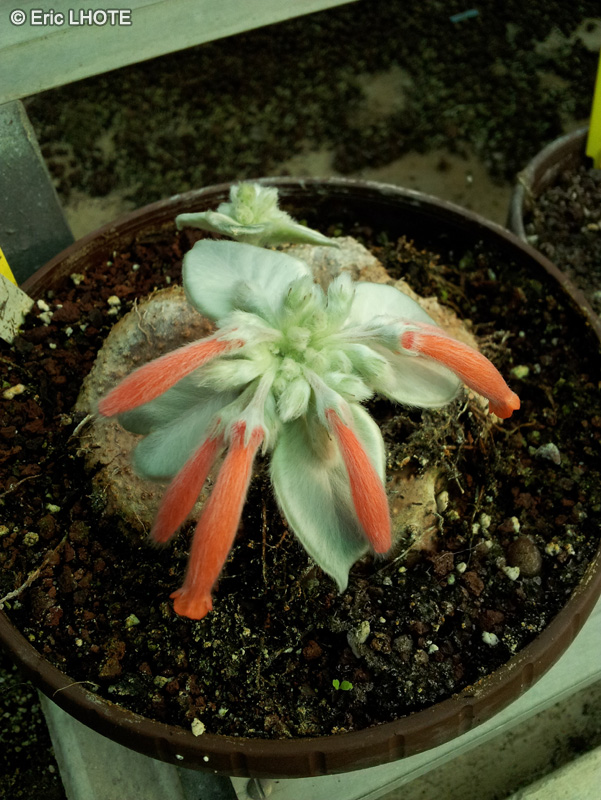  - Rechsteineria leucotricha, Sinningia leucotricha, Rechsteineria canescens, Sinningia canescens - 