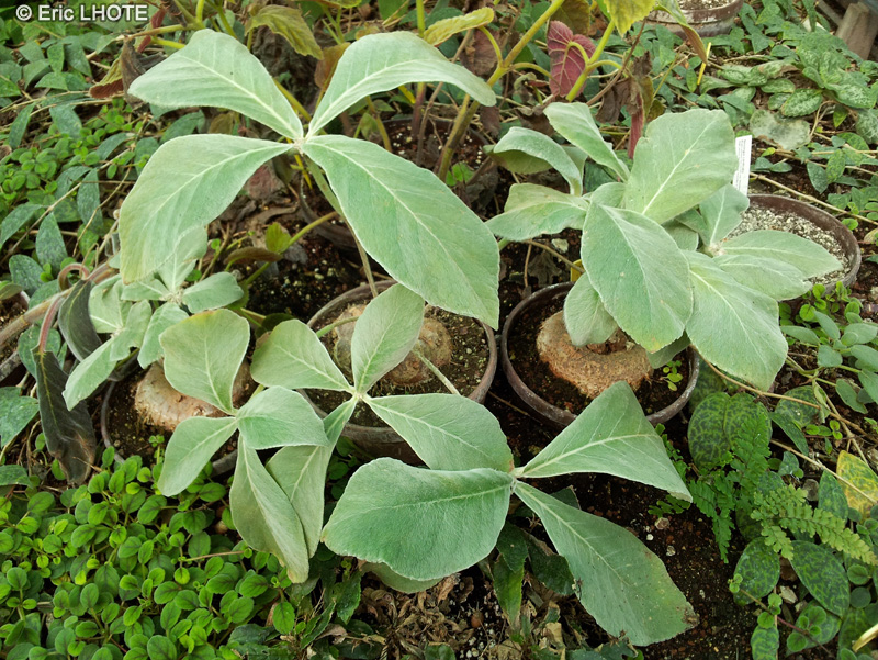  - Rechsteineria leucotricha, Sinningia leucotricha, Rechsteineria canescens, Sinningia canescens - 