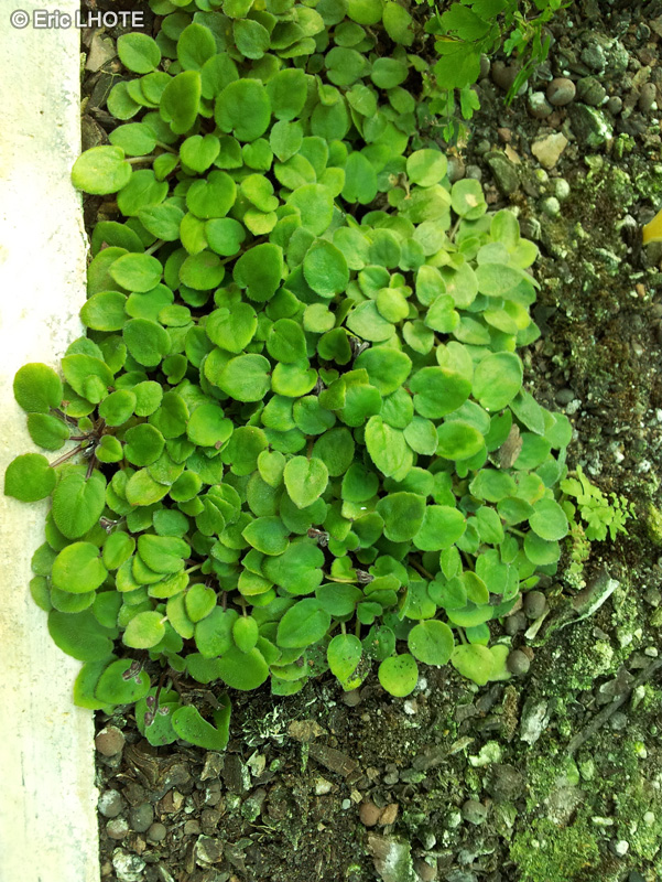 Gesneriaceae - Saintpaulia pixie bleu - Violette Africaine