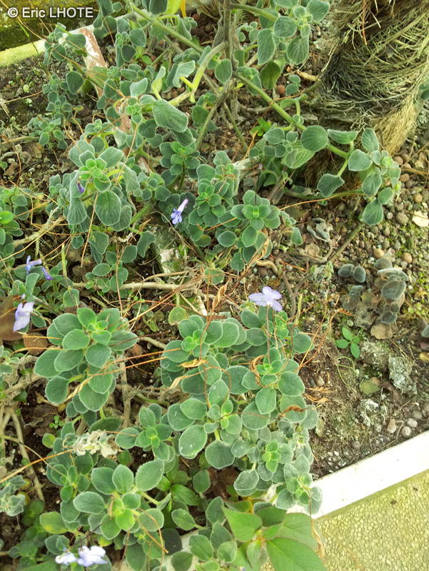 Gesneriaceae - Streptocarpus sp. - Streptocarpus