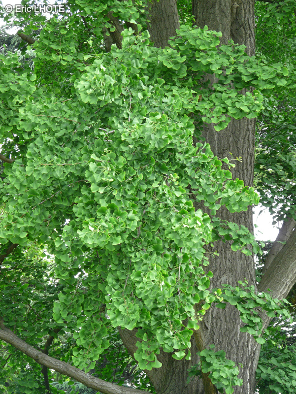  - Ginkgo biloba - 